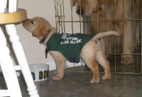 Ashley Cornish's epilepsy guide dog Flicka as a pup.